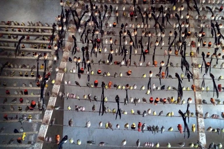 التجارة العالمية في الطيور البرية: مخاطر غير مرئية تهدد البيئة والصحة العامة